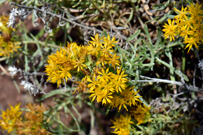 Alkali Goldenbush has yellow or golden yellow flowers of 4 or 5 flower heads.  Isocoma acradenia